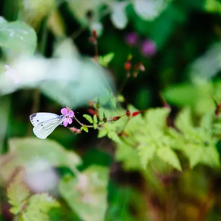 Quinta Do Rio Geres * Bouro