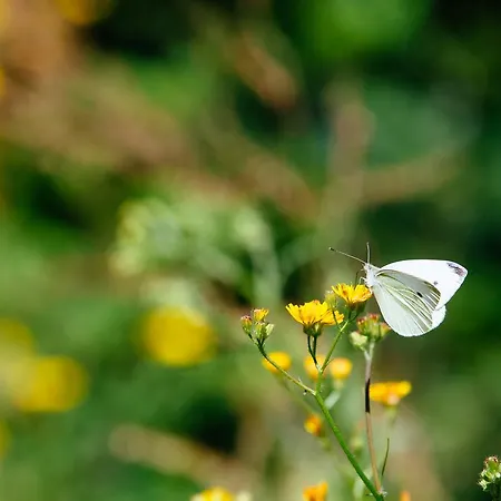 Quinta Do Rio Geres * Bouro