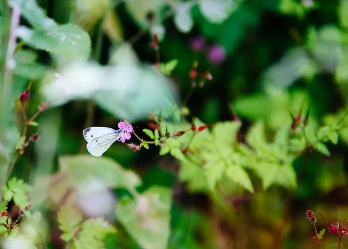 Quinta Do Rio Geres * Bouro