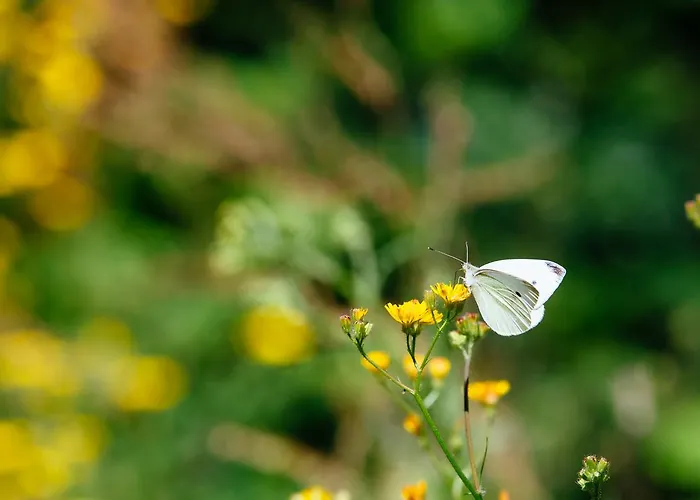 Quinta Do Rio Geres * Bouro